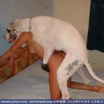 dyresex-billede-hund