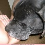 dyresex-hundeslik-billeder